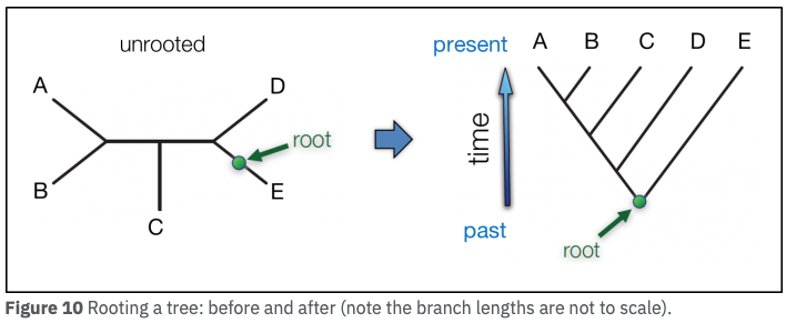 遺伝子系統樹の根rootについて