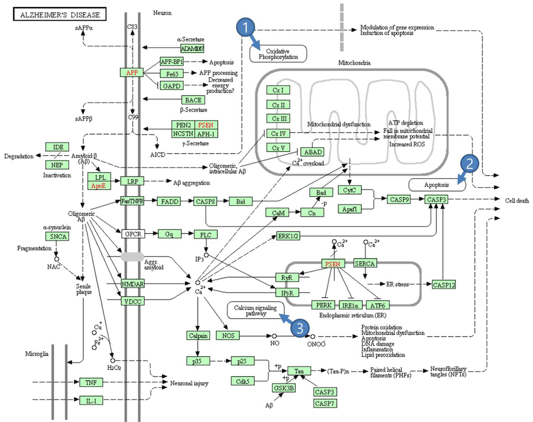 KEGG アルツハイマー病のpathway
